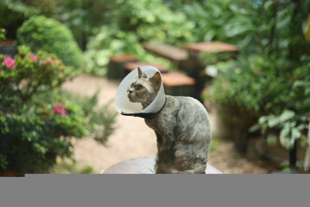 A cat wearing a cone sits on a stool outdoors.